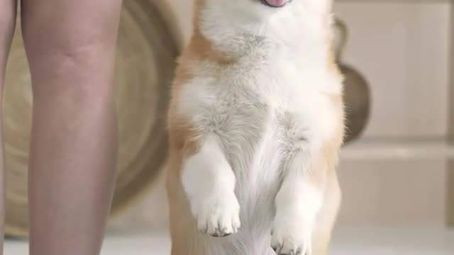 Dog and you have