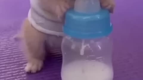 Cat Eating Milk