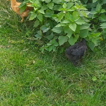 Little chickens walk among the herbs ;-)
