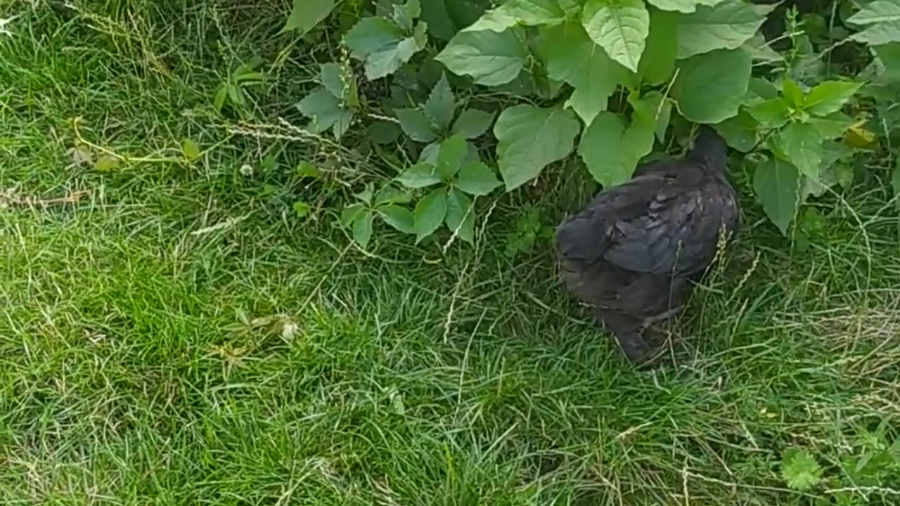 Little chickens walk among the herbs ;-)