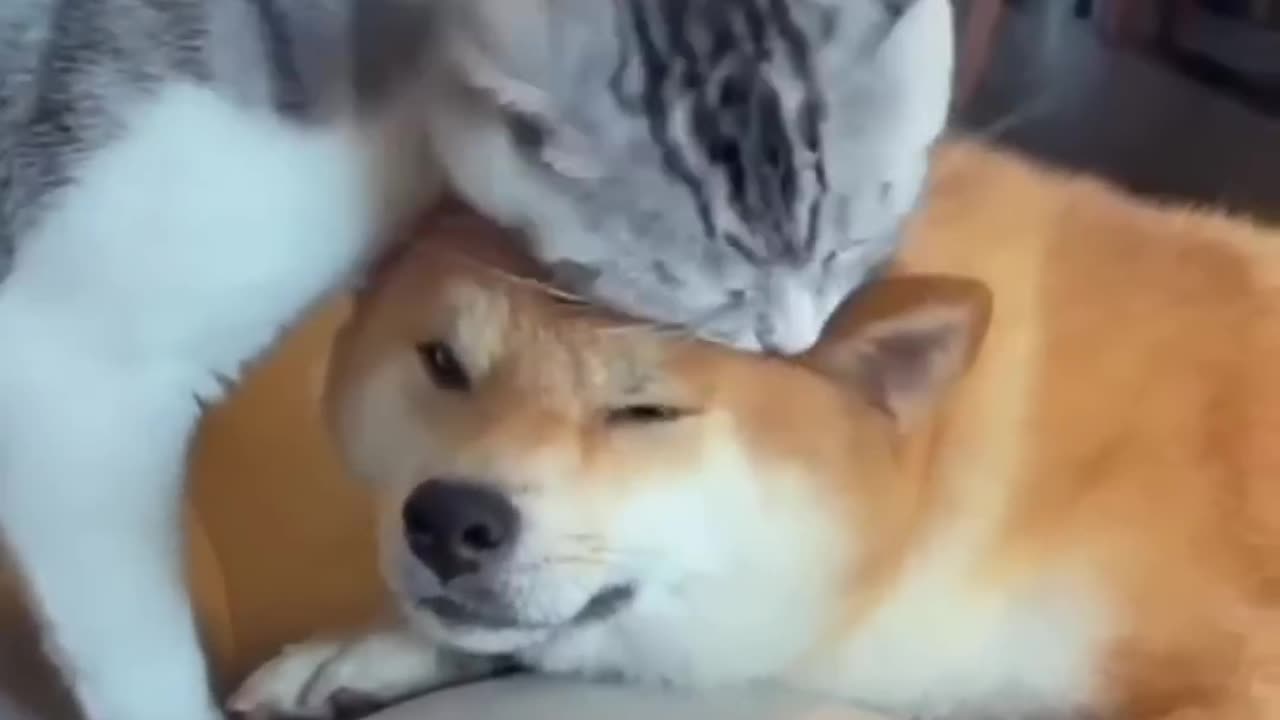 Unlikely friendship