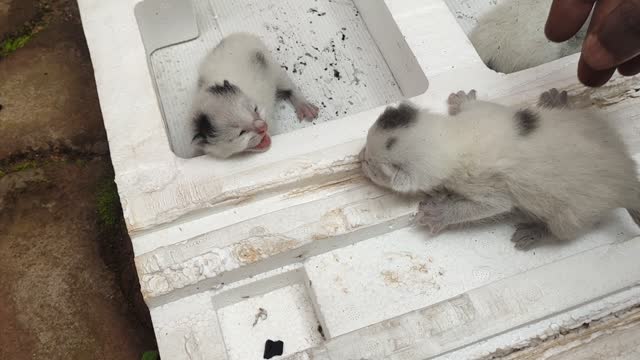 A Day-Old Kittens (Cute mews)