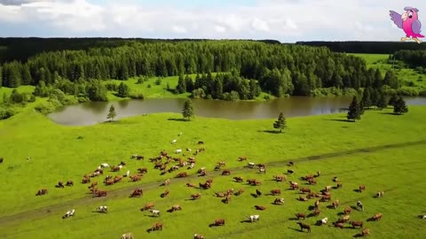 COW VIDEO 🐮🐄 COWS MOOING AND GRAZING IN A FIELD 🐄🐮