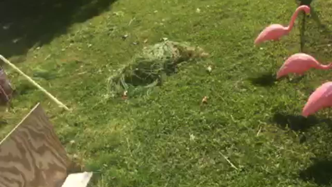 DiSantis enters as Biden exits for the Memorial Day part 3weekend