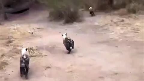 Funny video