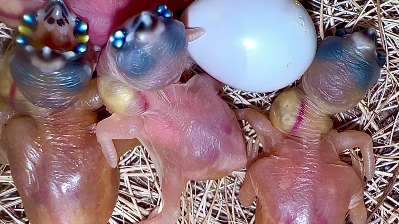 New Clutch of Gouldian Finch Chicks #birds #bird