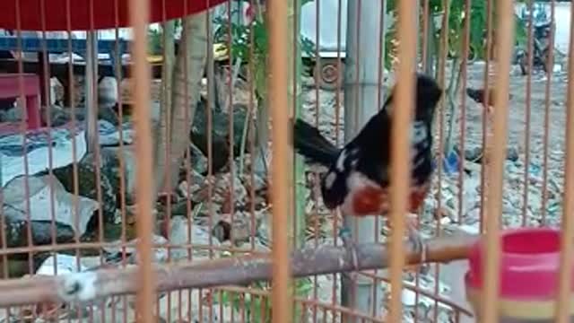 AGILE MAGPIE AND MELODIOUS CHIRPING SOUND