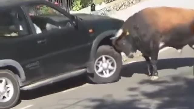 Angry Bull Hit A Car OMG😱😱