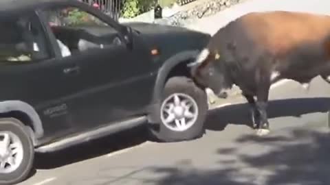 Angry Bull Hit A Car OMG😱😱