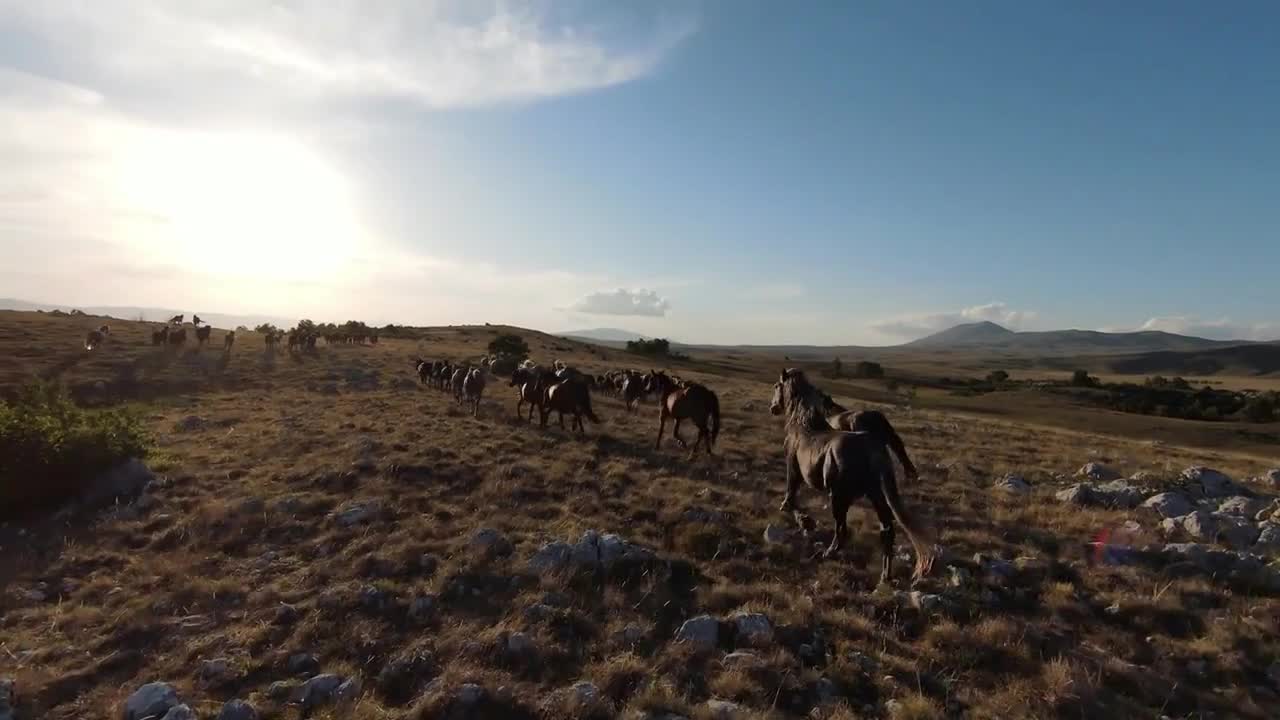 Aerial fpv drone shot of a herd of wild horses running on a green spring field at the sunset