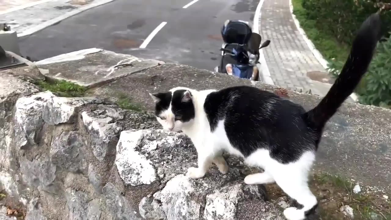 funny cat 🐈