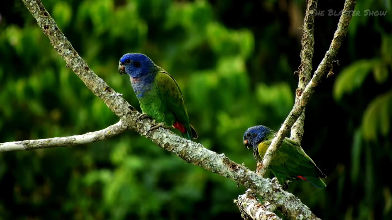 Colorful Birds in 4K - Planet Earth 4K | Beautiful Bird Sounds Nature Relaxation 4K UHD 60 FPS