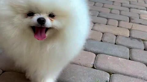 Cute Furry Dog Playing in the Lawn | Heartwarming Video