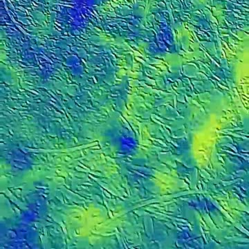 Snakes on Thermal Camera - Ulefone 25t Pro