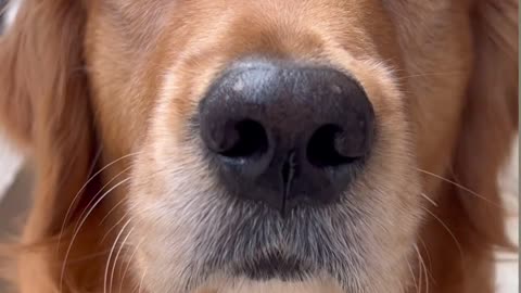 Puppy#funnyanimal#dog#pet
