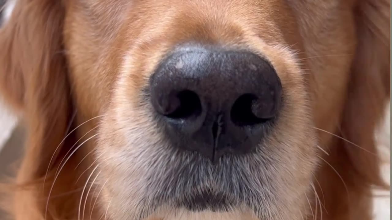 Puppy#funnyanimal#dog#pet
