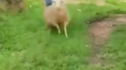 Funny video 😂funiest cats and dogs video