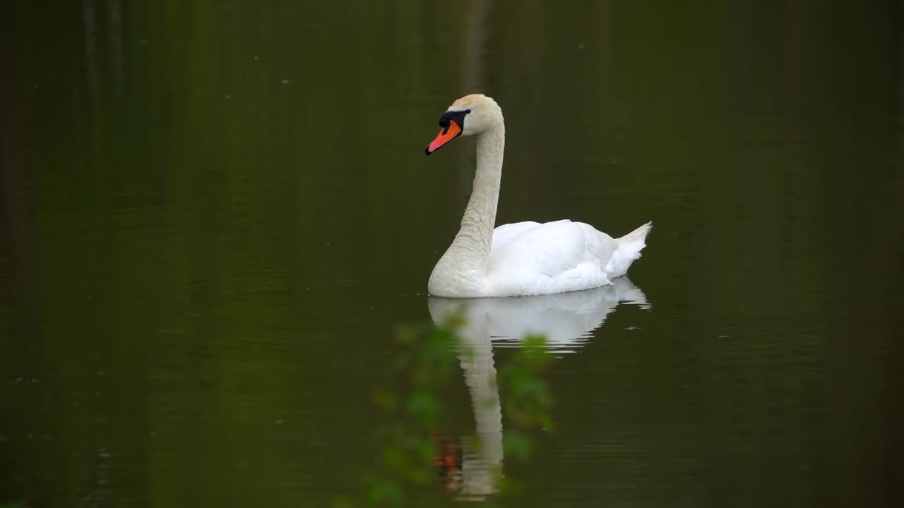 Animals Video Footage - Wildlife Animals 4k 60fps (ultra hd)