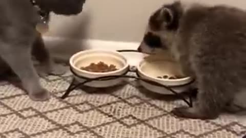 Funny Animal