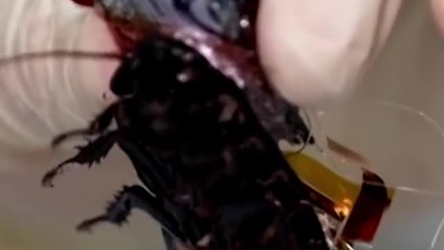 Japan researchers create cyborg cockroaches for disaster rescues