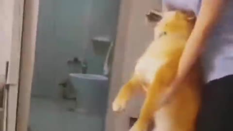 AWW Top Funny Cats And Dogs Videos