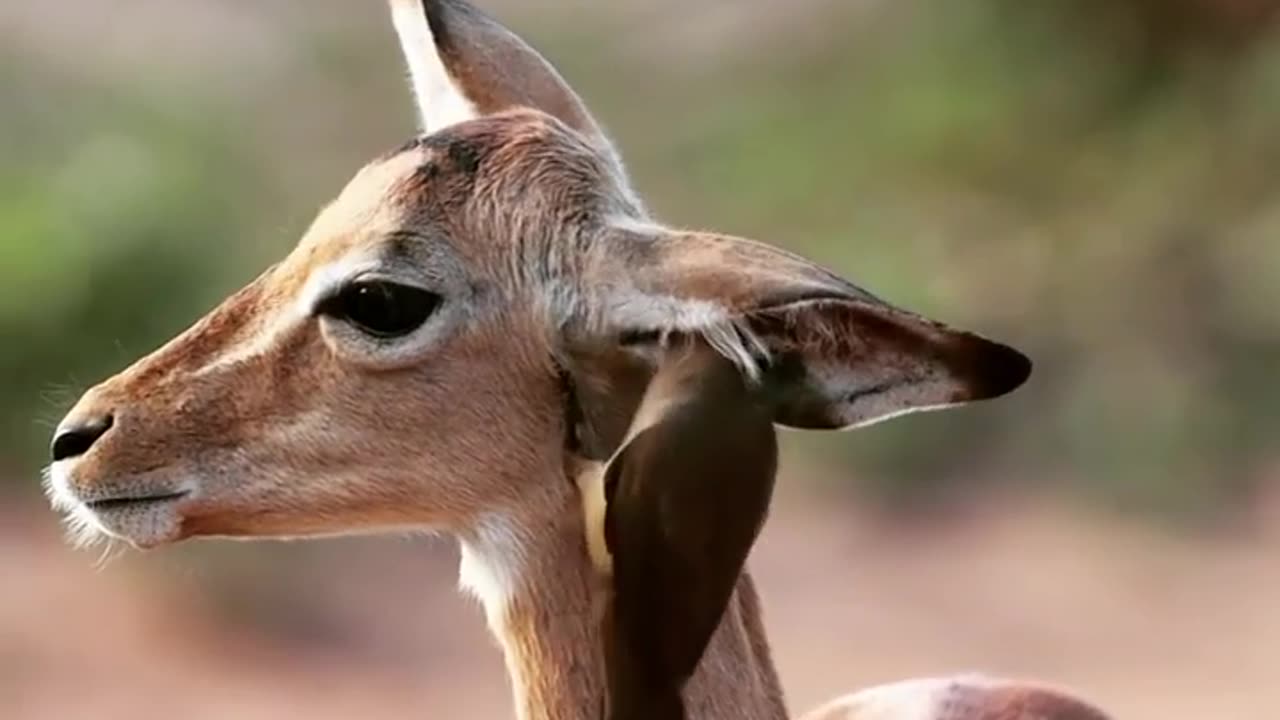 Impala