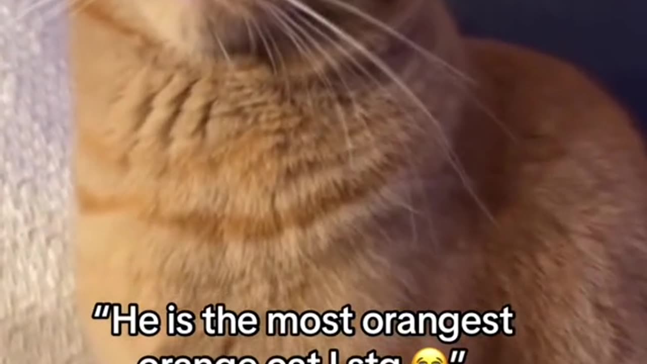 Orange cat behavior