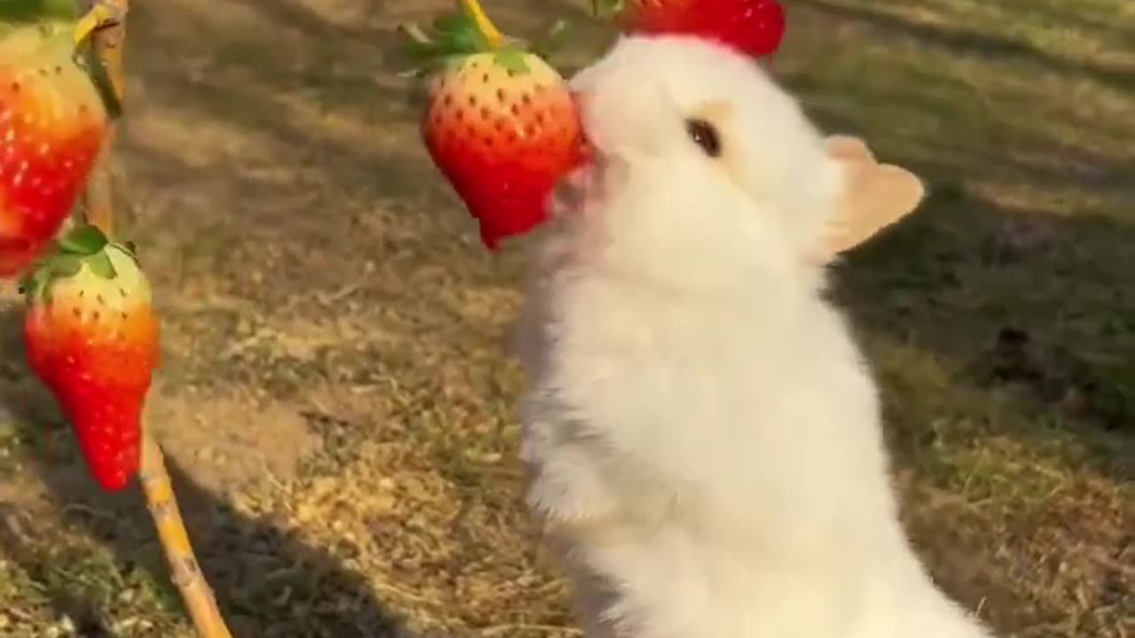 Cute Rebbit Eating Strawberry 🍓