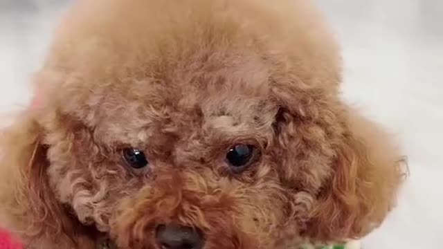 will not give hair children to deworming be sure to watch this video oh!
