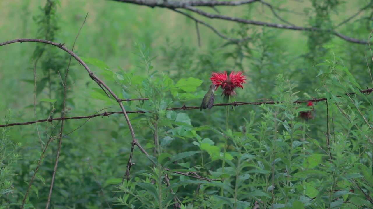 Hummingbird Ruby-Throated Hummingbird Nature