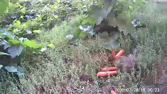 Bunny's in the wild 1