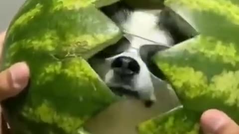 Cute dog