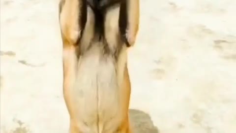 Dog's headstand