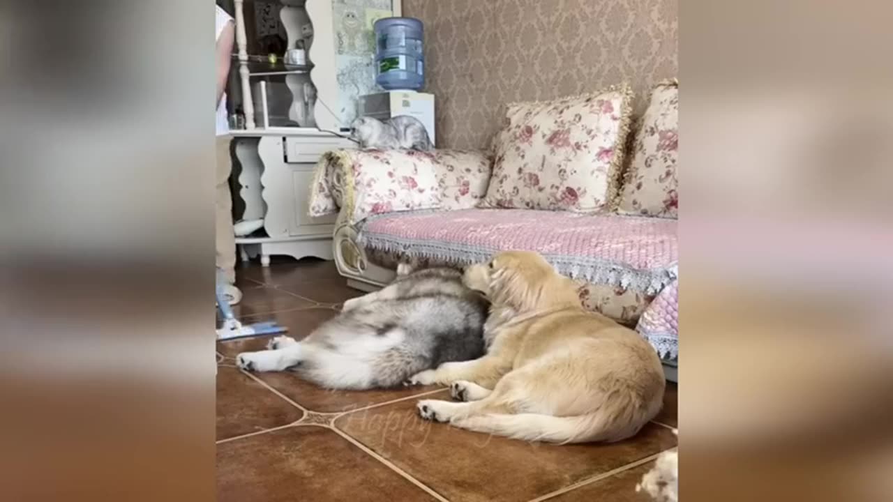 Funny animals
