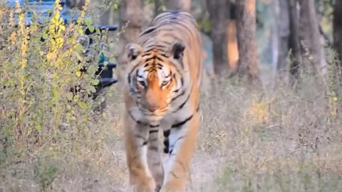 Khursapar Pench Female Tirgess. T 65 2021
