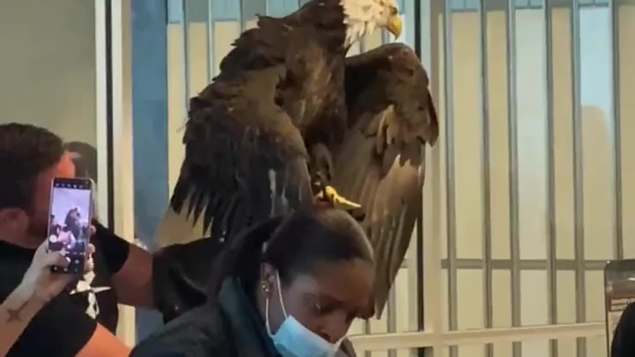 ASTONISHING A MAN BRINGS A BALD EAGLE THROUGH AIRPORT SECURITY