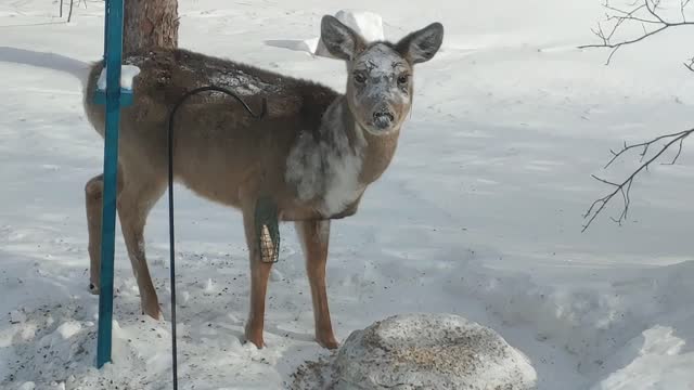 Deer visit, and cat interference!