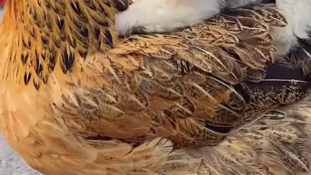 Dog and chicken funny video