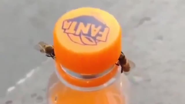 WOW! Look at how bees take the cap off of the of this Fanta