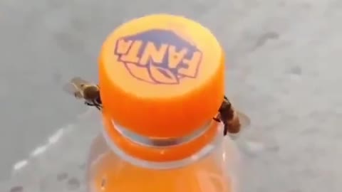 WOW! Look at how bees take the cap off of the of this Fanta