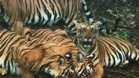 Wildlife in closer view with a natural perspective.