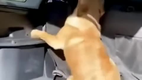 Funny Pet Videos