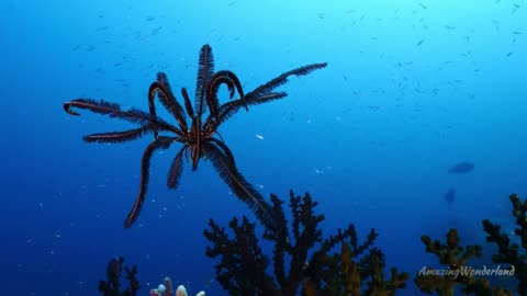 Amazing Wonderland Raja Ampat Sea