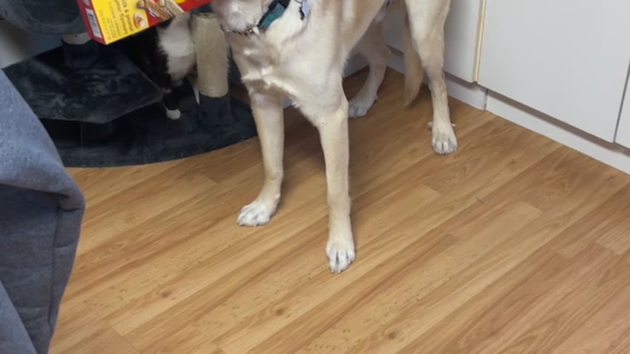 Doofus Doggie Gets Head Stuck In Treat Box