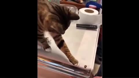 Cat funny videos