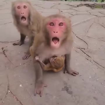 Mother monkey doesn't allow anyone to touch her baby