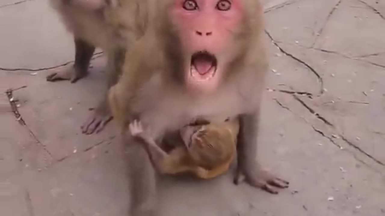 Mother monkey doesn't allow anyone to touch her baby