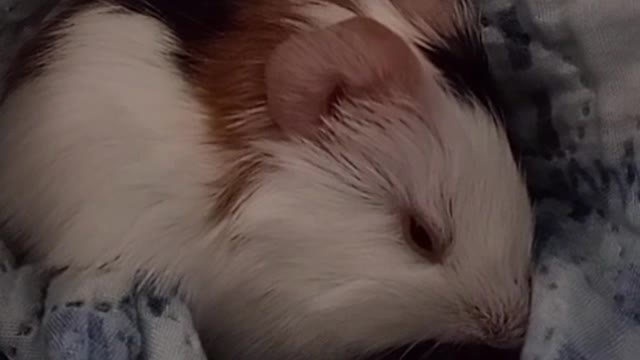 Guinea pig