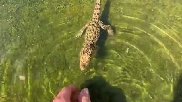 Animal