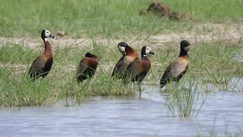 Whistling ducks around a lake